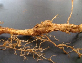 <p><b>Sintomas de galhas atípicas causadas por M. incognita ou M. paranaensis nas raízes do cafeeiro</b></p><p>Larissa Caixeta</p>